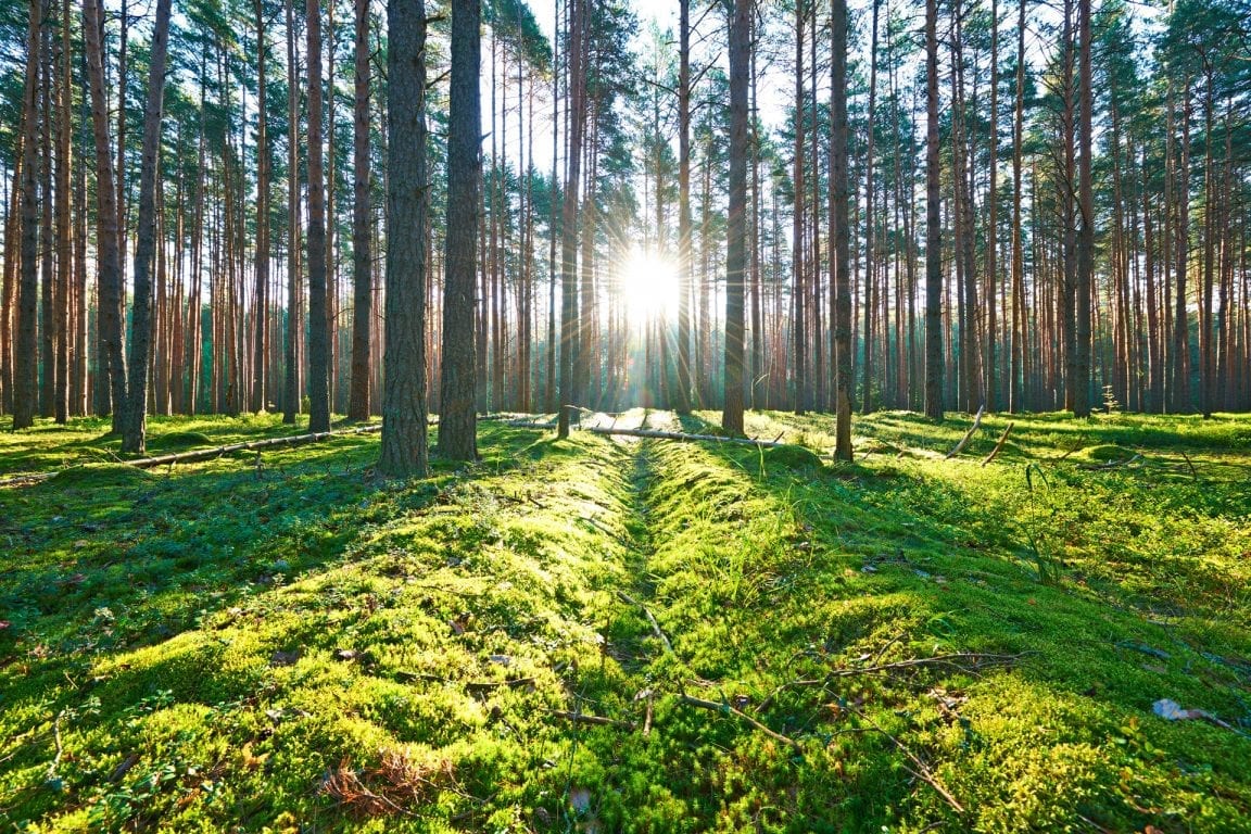 Kolesterolia alentaa kasvistanolia saadaan luonnosta